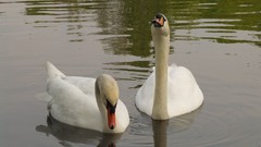 Nature Birds Swans