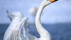 Nature Birds Swans