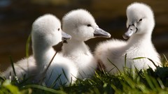 Nature Birds Swans baby birds