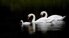 Nature Birds Swans baby birds