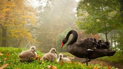 Nature Birds Swans baby birds
