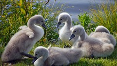 Nature Birds Swans baby birds