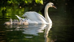 Nature Birds Swans baby birds