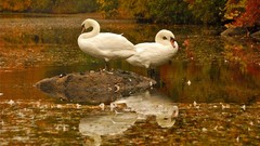 Nature Birds Swans lakes