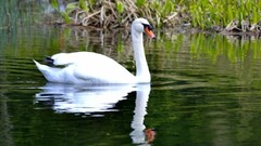 Nature Birds Swans lakes