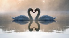 Nature Birds Swans lakes reflections