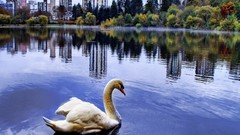 Nature Birds Swans lakes reflections buildings