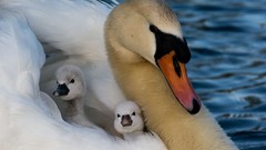Nature Birds Swans national geographic baby birds