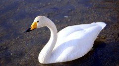 Nature Birds Swans swimming