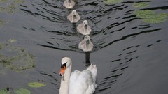 Nature Birds Swans swimming ripples baby birds lily pads