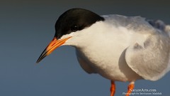 Nature Birds tern