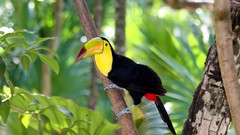 Nature Birds toucans