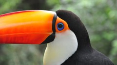 Nature Birds toucans