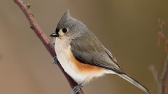 Nature Birds Tufted titmouse