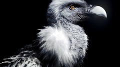 Nature Birds vultures