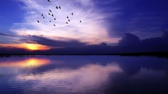Nature Birds waterscapes