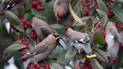 Nature Birds waxwing