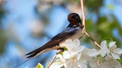 Nature Birds white flowers Warblers