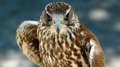 Nature Birds wildlife