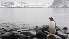 Nature Birds wildlife