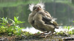 Nature Birds wildlife