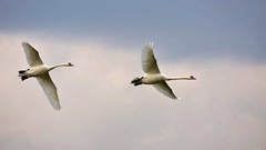 Nature Birds wildlife