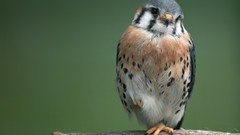 Nature Birds wildlife