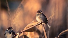 Nature Birds wildlife