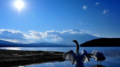 Nature Birds wildlife