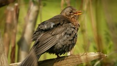 Nature Birds wildlife