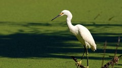 Nature Birds wildlife