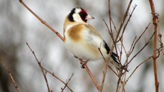 Nature Birds wildlife