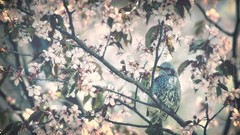 Nature Birds wildlife