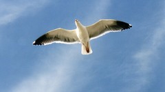 Nature Birds wildlife