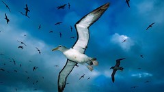 Nature Birds wildlife