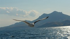 Nature Birds wildlife