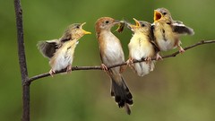Nature Birds wildlife baby birds
