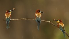 Nature Birds wildlife Bee Eaters