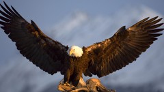 Nature Birds wildlife Eagles