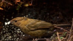 Nature Birds wildlife Papua New Guinea bower