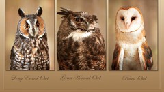 Nature Birds wise Owls