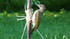 Nature Birds woodpecker wildlife