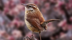 Nature Birds wren