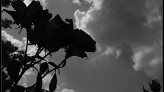 Nature black and white roses