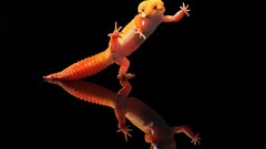 Nature black background geckos