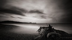 Nature black black and white dead Wood