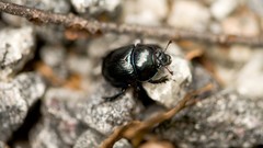Nature black Bug
