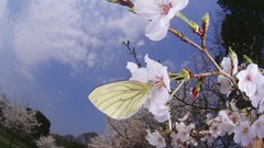 Nature black Butterflies white insects cherry blossoms