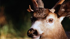 Nature black deer Oregon forests