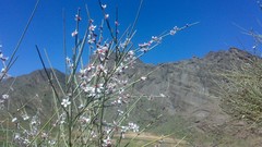 Nature bloom iran